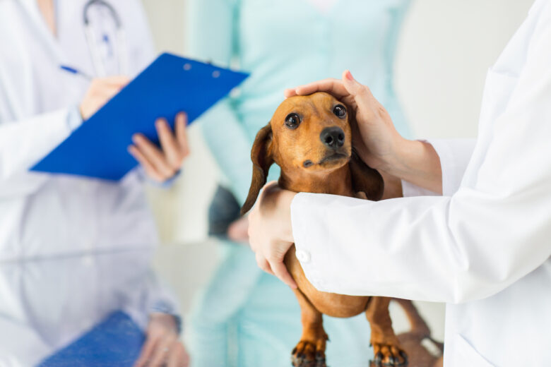 pet care