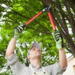 Tree pruning Eltham