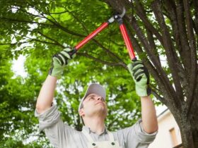 Tree pruning Eltham