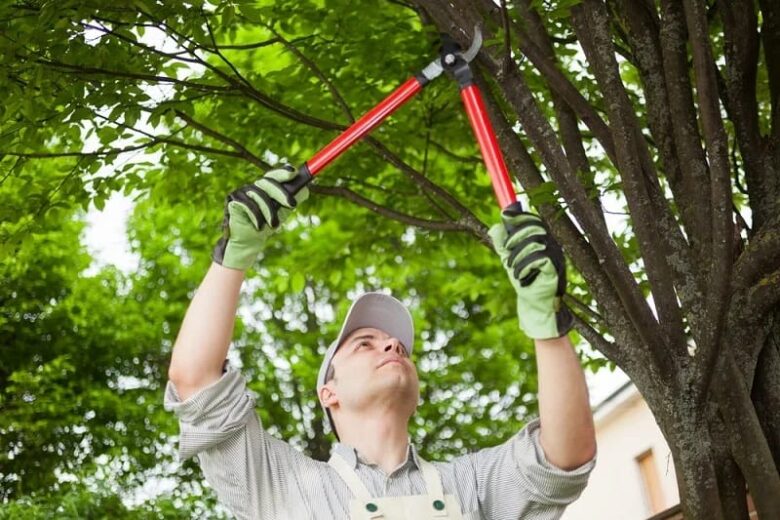 Tree pruning Eltham