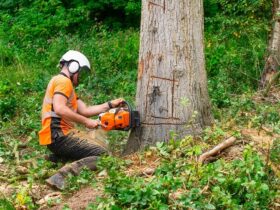 tree removal