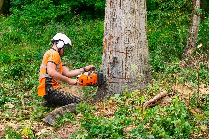 tree removal