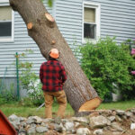 Tree Stump Removal