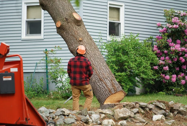 Tree Stump Removal