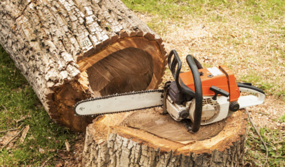 Tree Removal