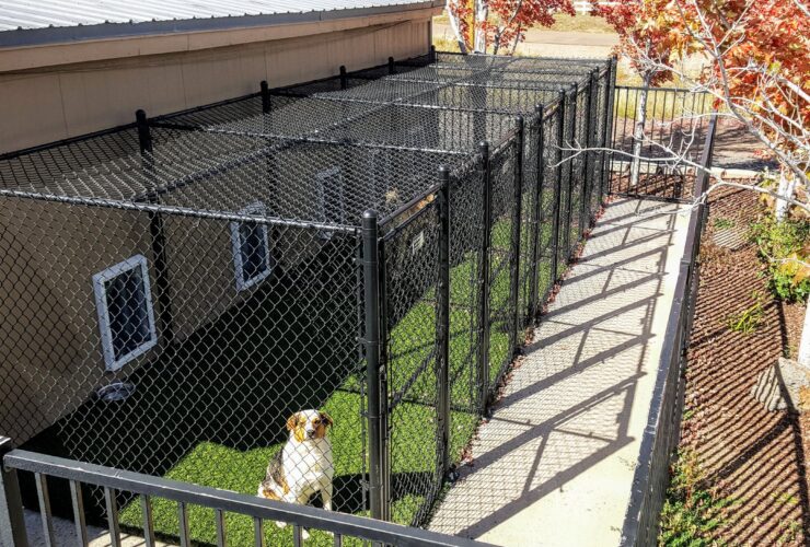 dog boarding kennels victoria