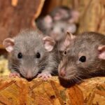 Mice Control