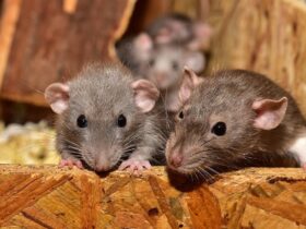 Mice Control