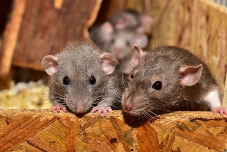 Mice Control