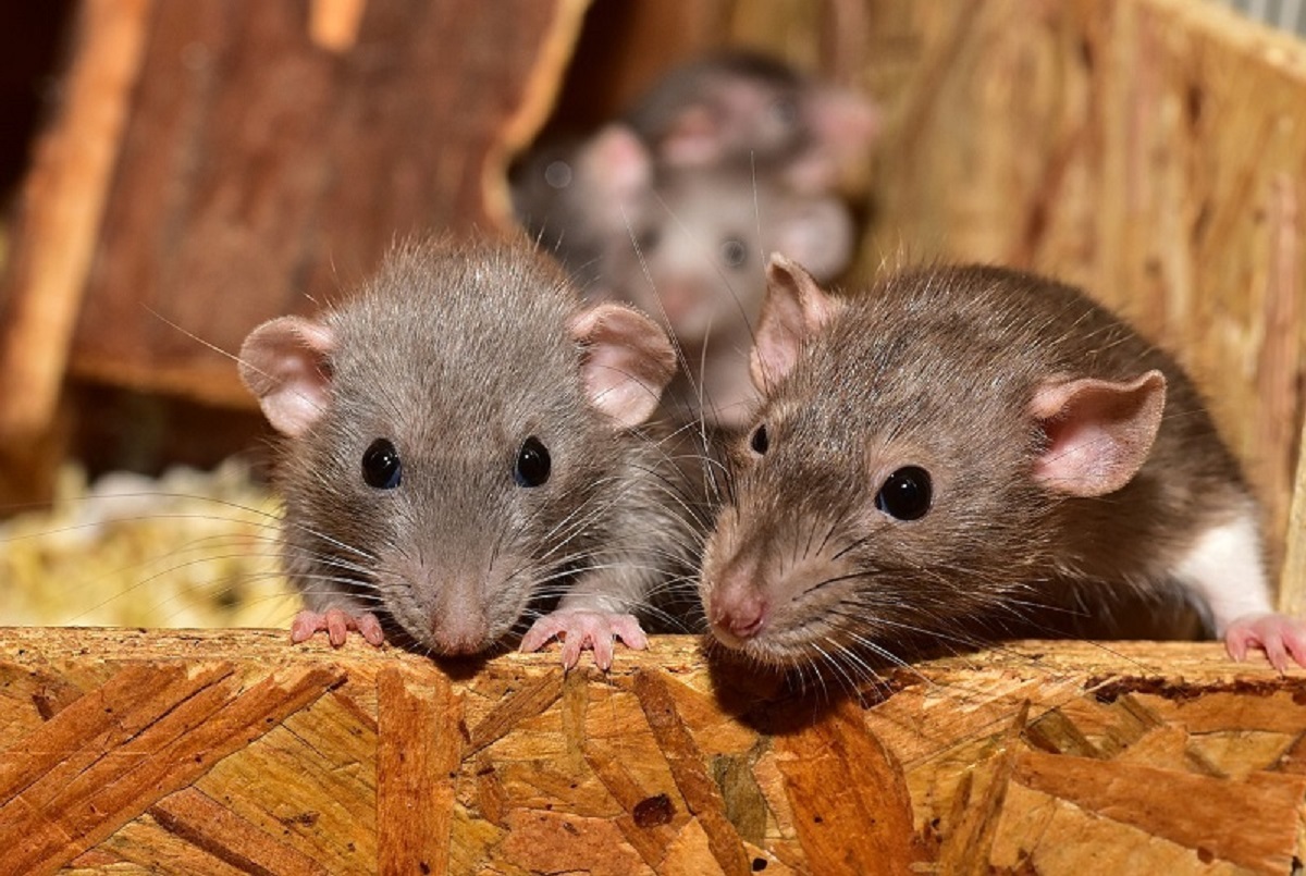 Mice Control